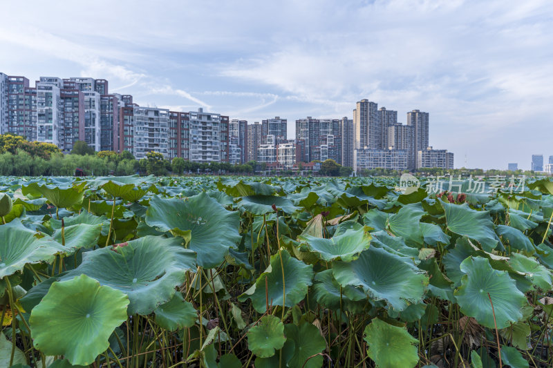 武汉江夏区谭鑫培公园风景