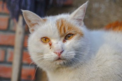 在木椅上休息的猫