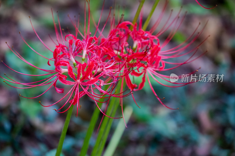 草丛中，盛开的彼岸花特写