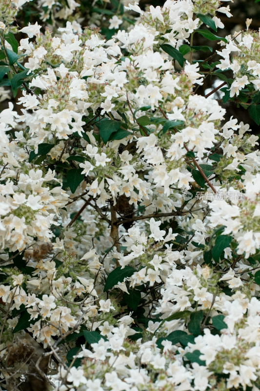 北京国家植物园猬实花