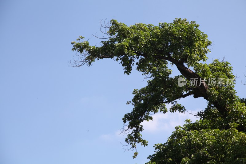 广东东莞：千年古秋枫