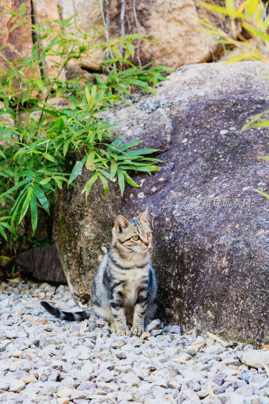 小猫蹲坐于石旁绿植下的画面