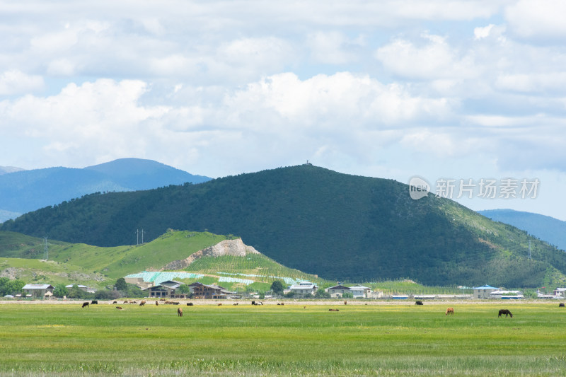 高原草原