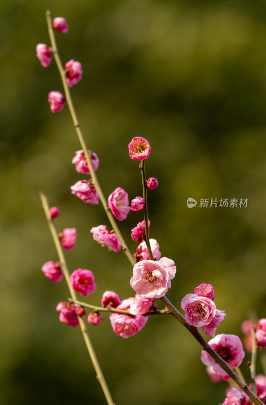 含苞待放的花苞樱花梅花枝