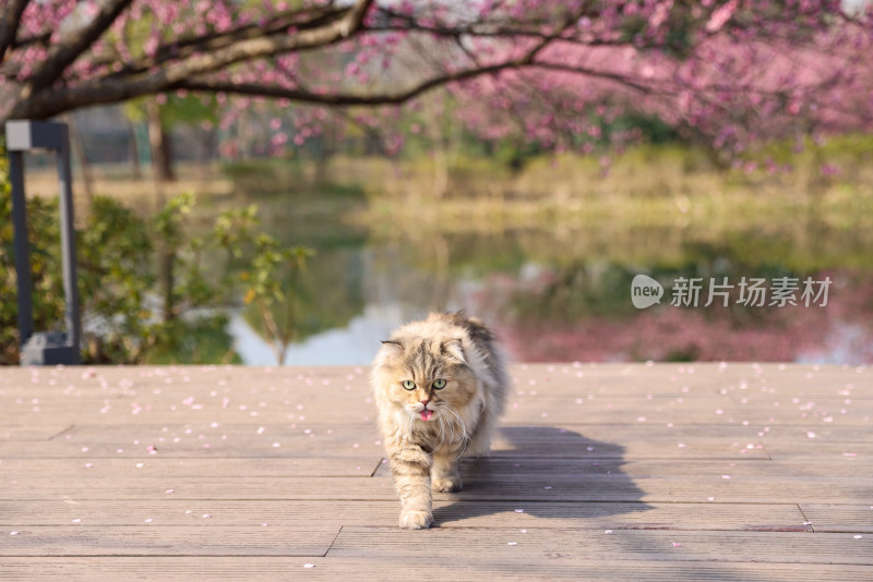 一只梅花树下行走的金吉拉