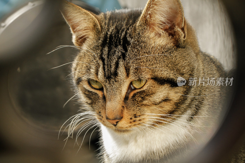 狸花猫特写