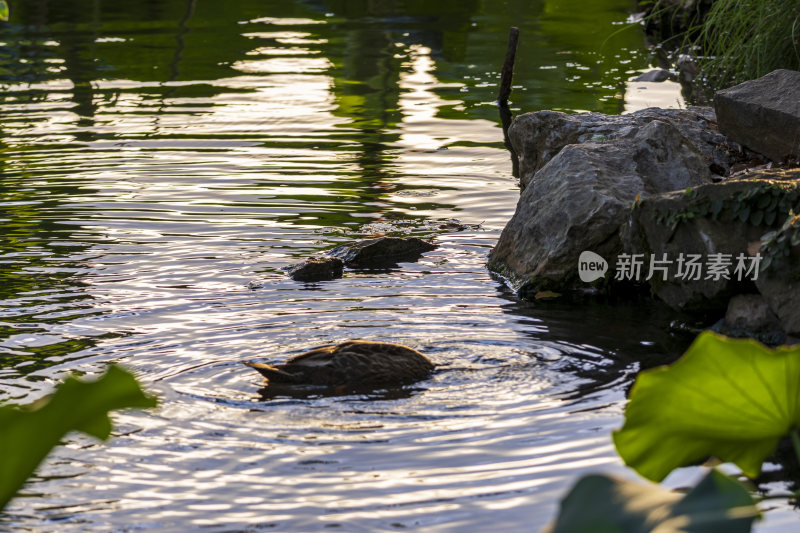 杭州西湖风景区曲院风风景