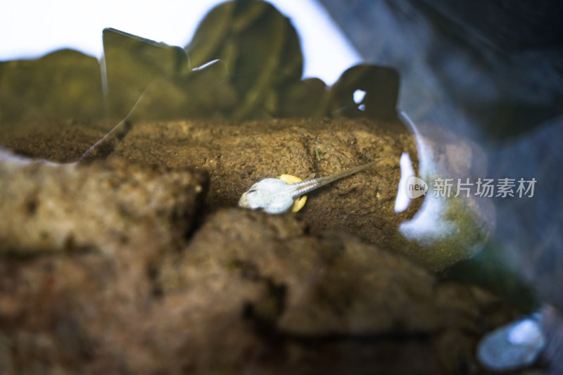 水下的蝌蚪蟾蜍