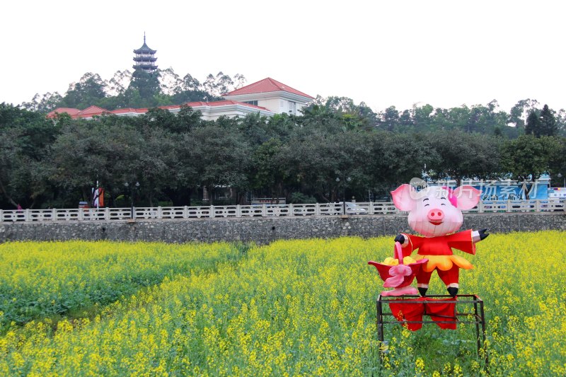 广东东莞：莲湖风景区油菜花田