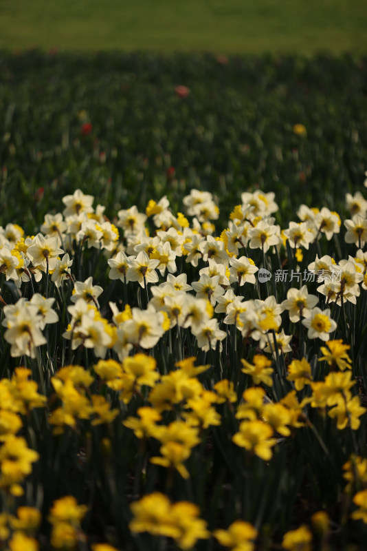 杭州太子湾公园绽放的黄色郁金香花海
