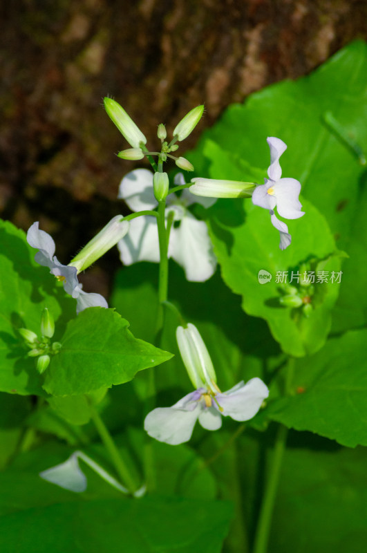 小小的野花