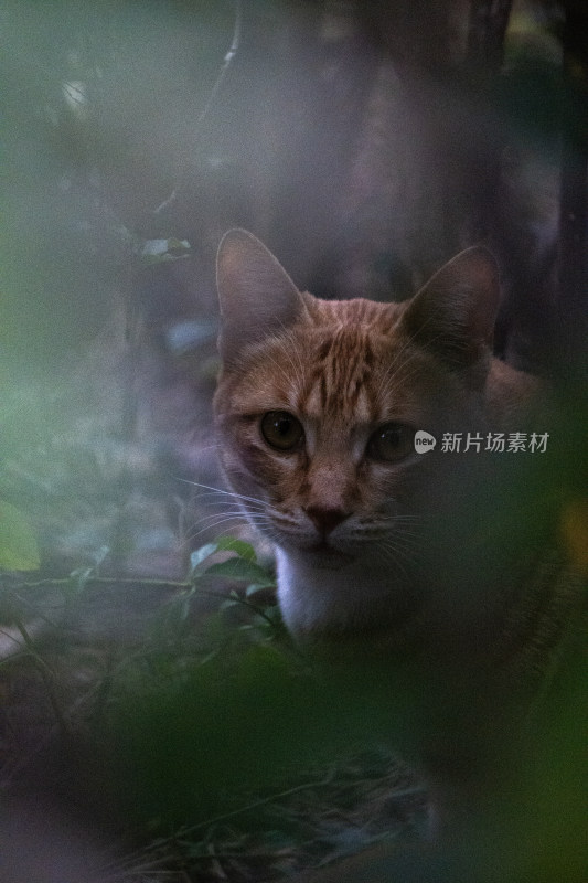 花圃偶遇橘猫后对视