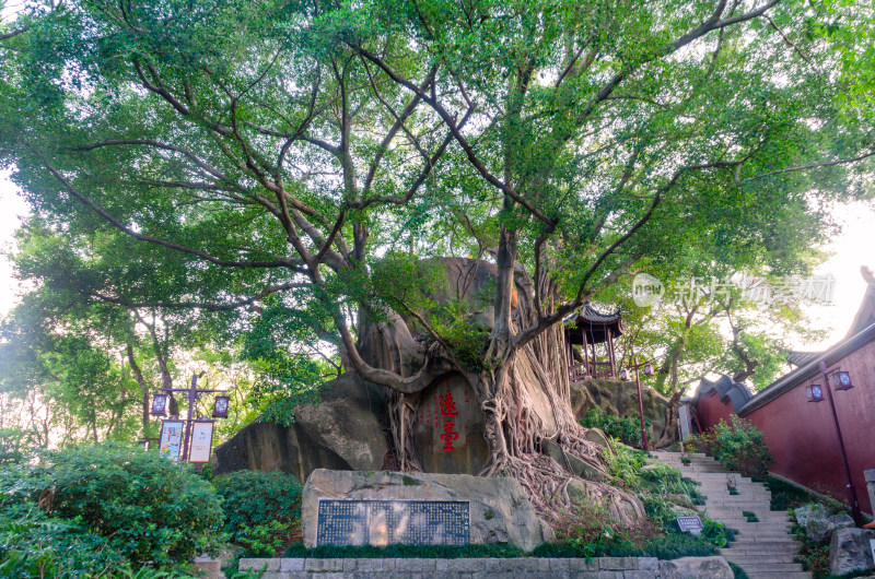 亚洲中国福建省福州市于山风景区老榕树