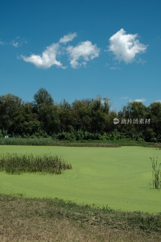 长满浮萍的水域及岸边植被