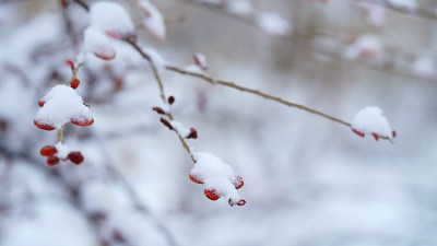 植物上的积雪素材