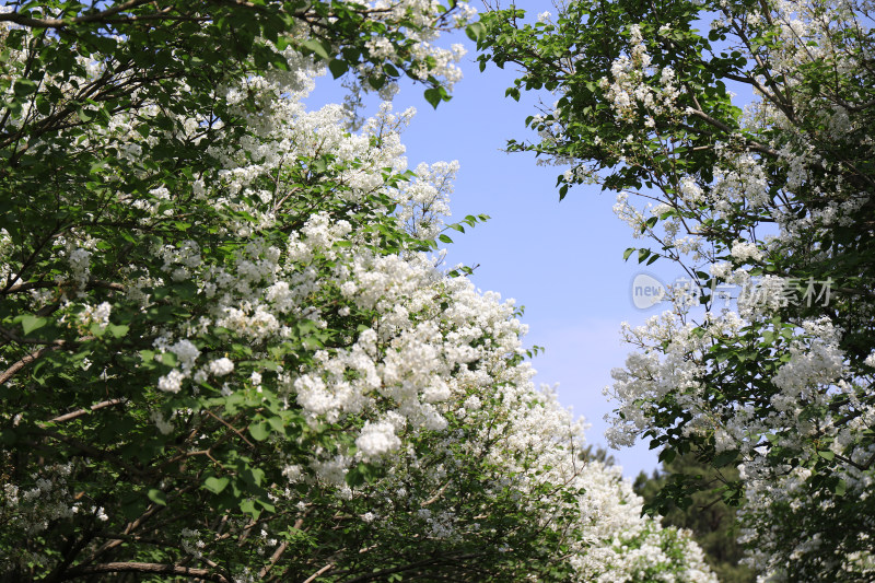 白色丁香花