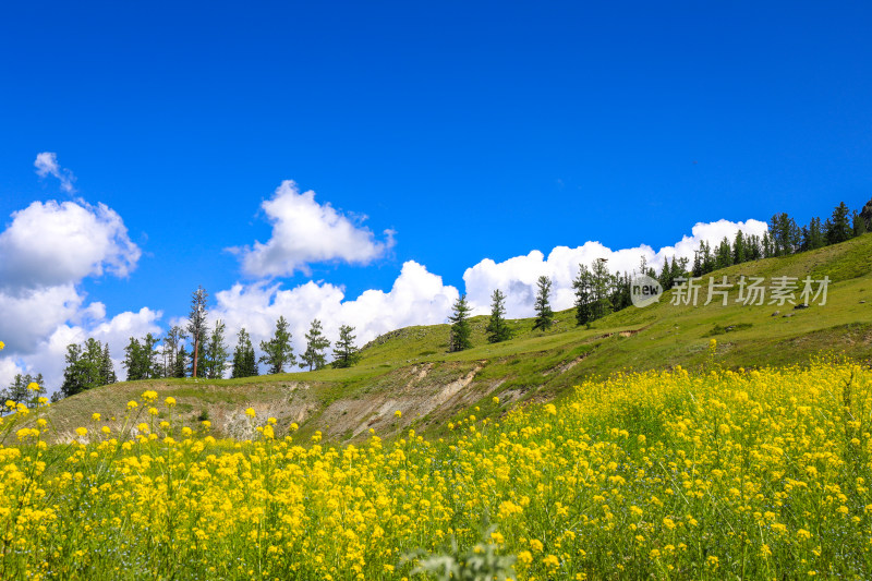 新疆阿勒泰地区喀纳斯森林草原自然风景