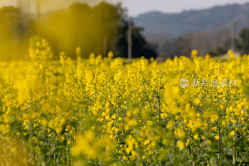 黄色的油菜花