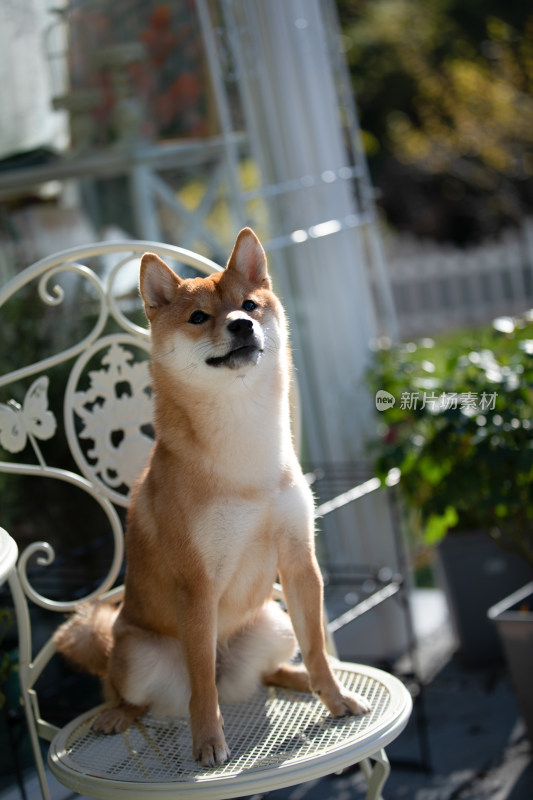 坐在白色椅子上的柴犬