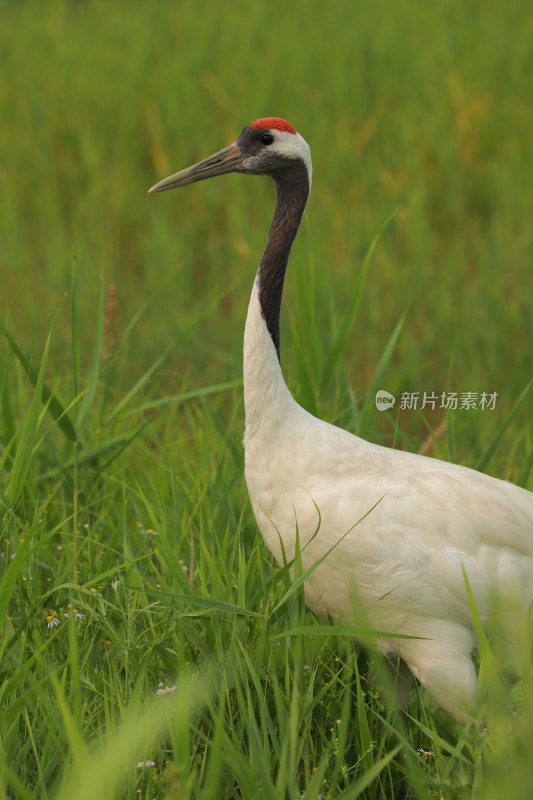 草原草地丹顶鹤