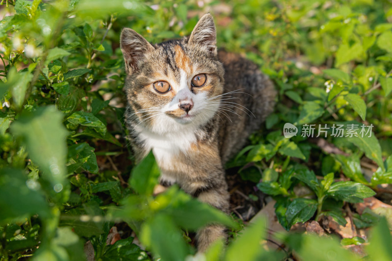 小猫咪、狸花猫、宠物猫