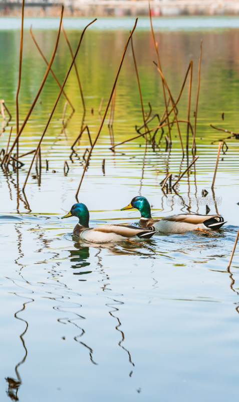 初春在湖中游弋的野鸭子