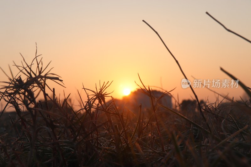 晨曦霜降枯草