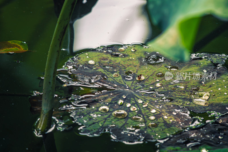 雨后荷叶上的露水珠