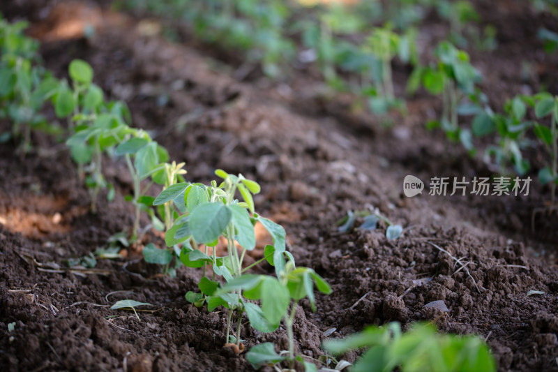 庄稼地里生长的大豆苗