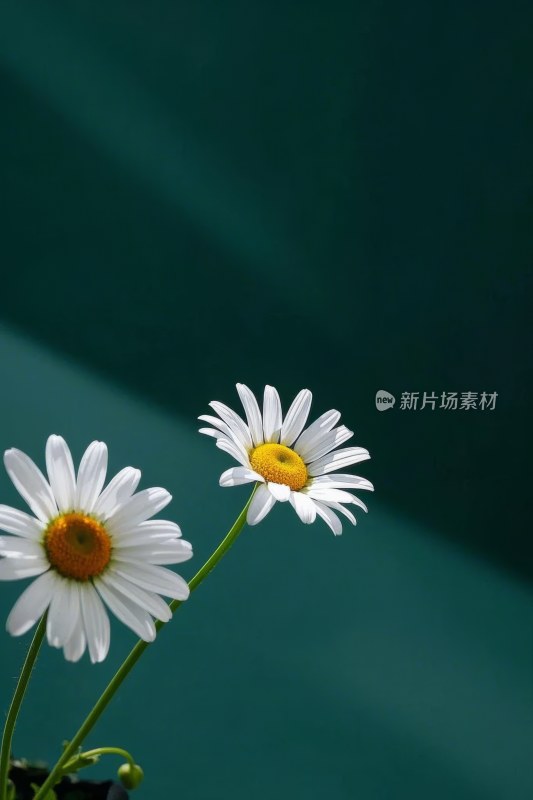 特写白色雏菊花卉