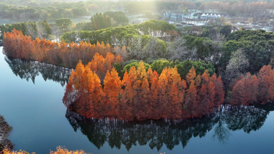 城市公园湖景 上海世纪公园秋景