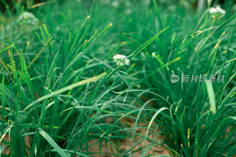 农村地里的韭菜韭菜花