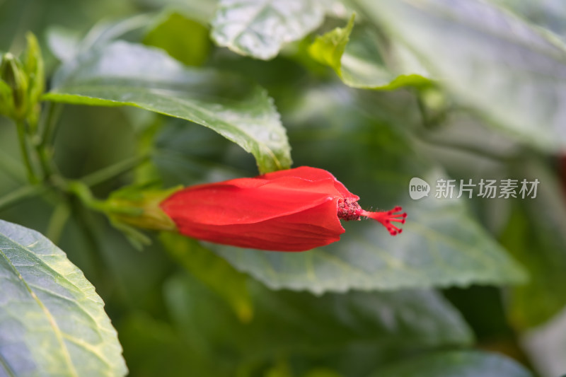 武汉植物园的南美朱瑾红花