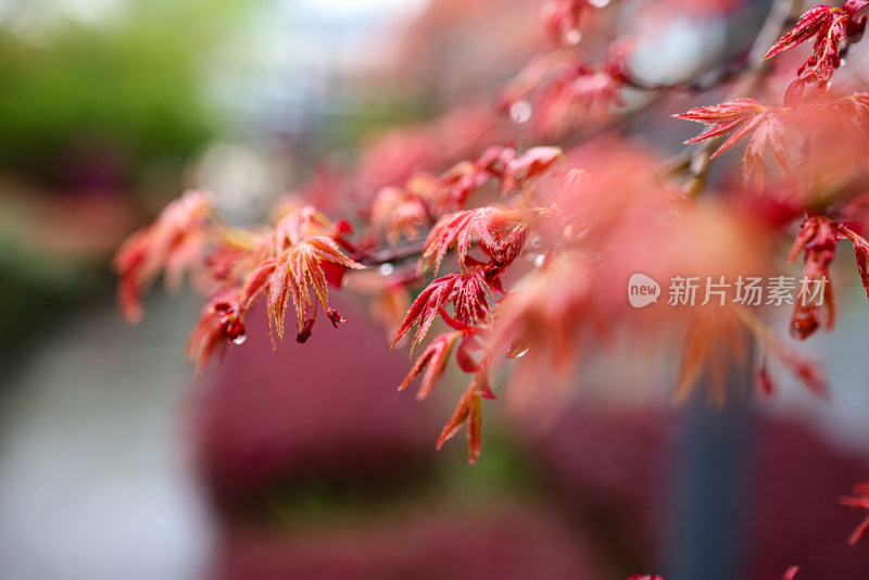 枫叶嫩芽 春天 雨水