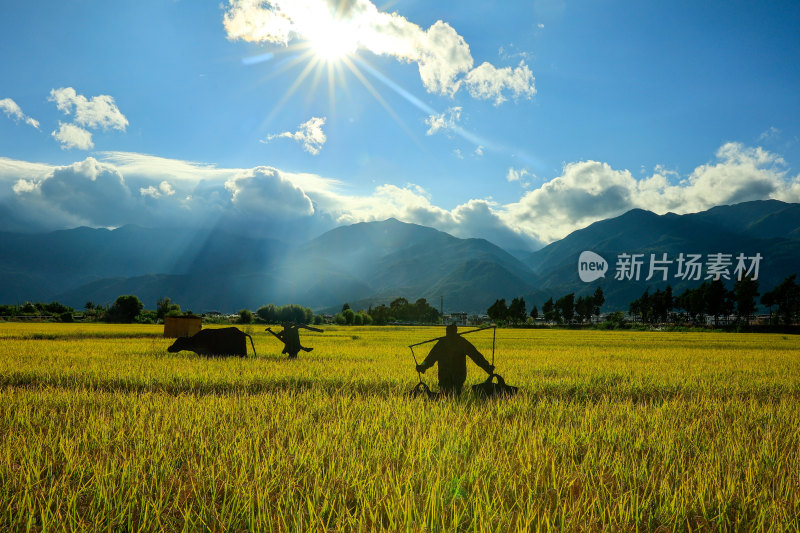 云南大理苍山下稻田中劳作景象