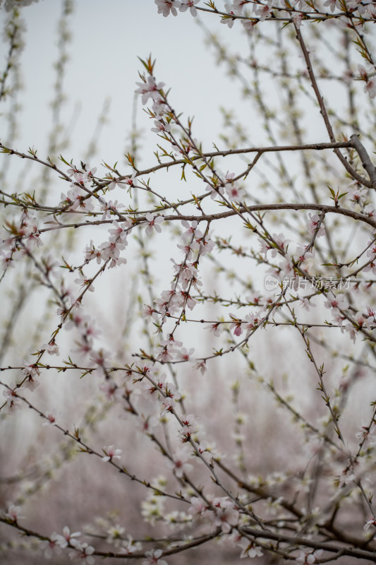 桃树桃花桃树林