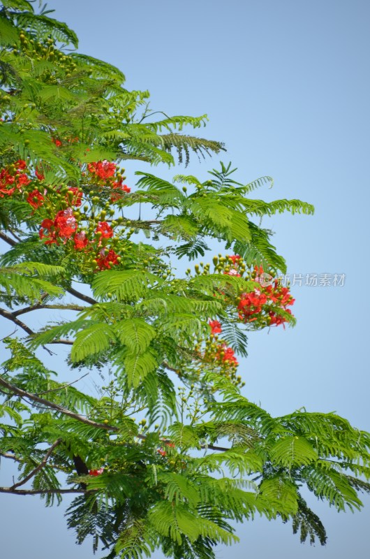 广东东莞：凤凰花开