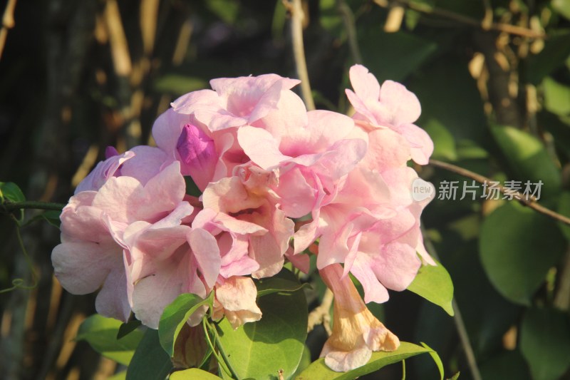 广东东莞：蒜香藤花开