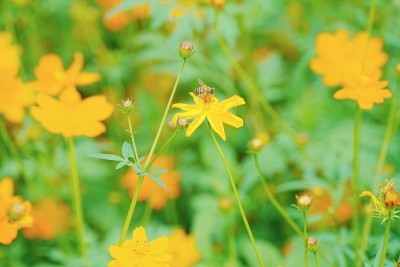 小黄花与蜜蜂的邂逅