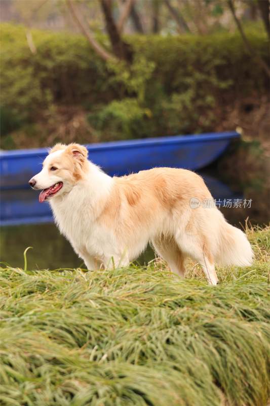 站在湖边的边境牧羊犬