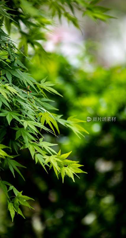 上海植物园红枫青枫特写