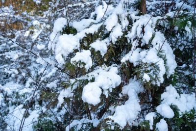 冬天落雪的树林