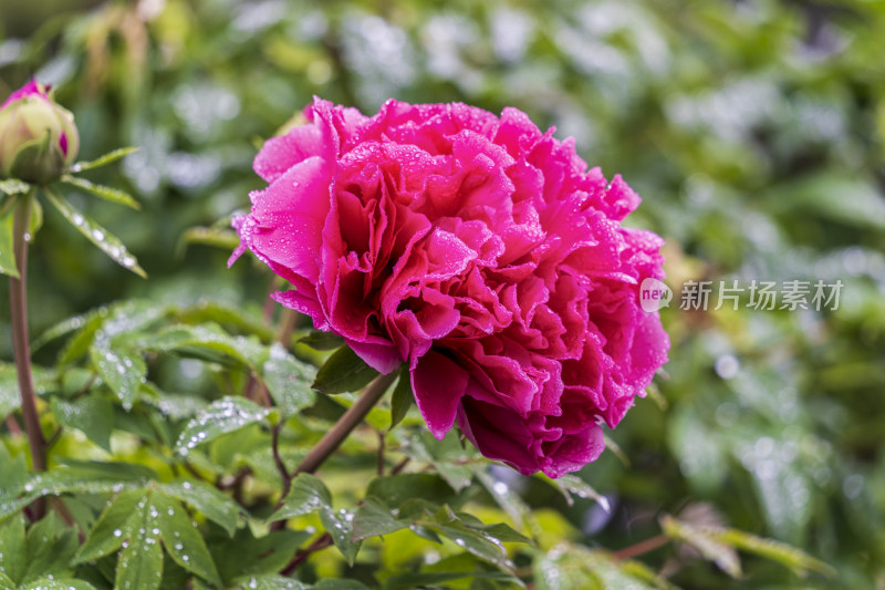苏州园林拙政园清晨挂满露珠的玫红色牡丹花
