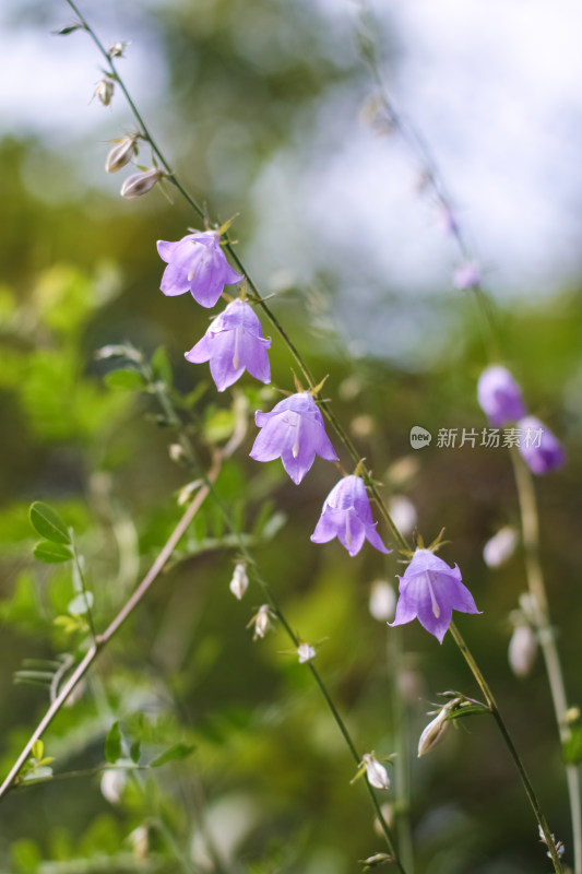 紫色铃铛花朵