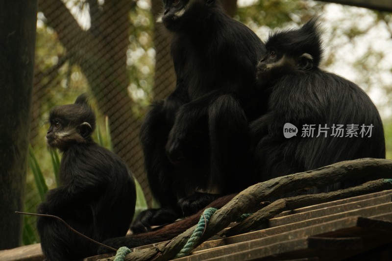 黑叶猴坐于木架上的场景