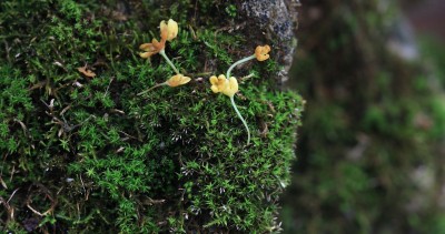 绿意盎然的苔藓与美丽桂花