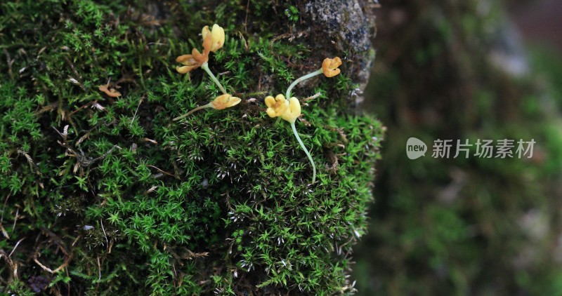 绿意盎然的苔藓与美丽桂花