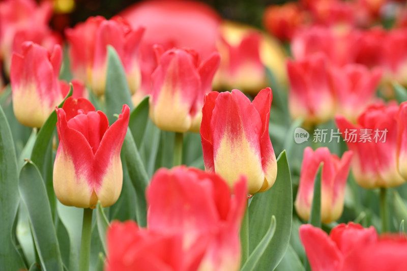 郁金香花海