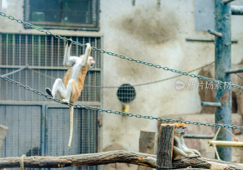 动物园两只追逐玩耍的赤猴