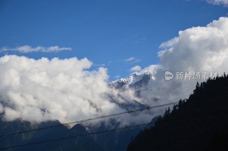 高原上的雪上绿树